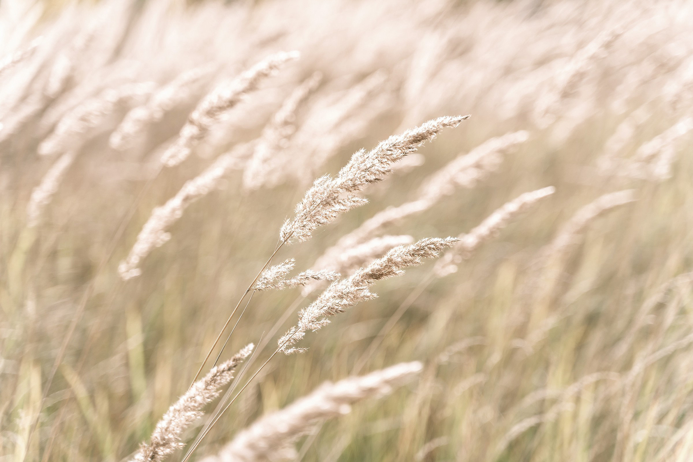  Gracie Oaks Golden Dried Meadow Grass | Wayfair